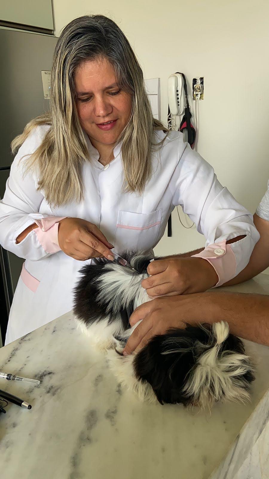 Dra. Quesia Klaus aplicando medicação em cão sobre a mesa